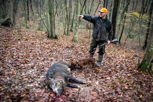 Yog vim li cas Wild Boar Hunting yog loj hlob thoob ntiaj teb