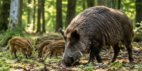 Yuav Ua Li Cas Nyeem Wild Hog Movement: Nkag Siab Lawv Cov Qauv Txhua Hnub th...
